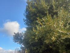 Лавровый лист