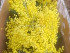 мимозу продаём , заказ принимаю сами заготавливаем при вас упакуем,, Вацап звоните +79409512405