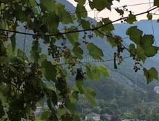 Москва - Сухум