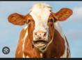 Корова 