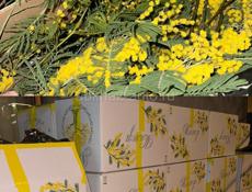 Хорошая мимоза , недорого 