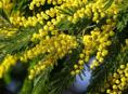 Мимоза цандрипш