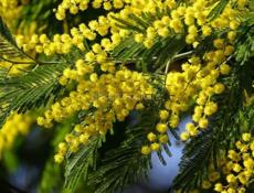 Мимоза цандрипш