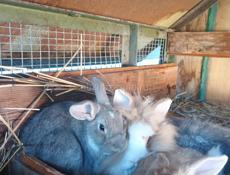 Кролики декоративные