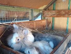 Кролики декоративные 