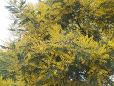 мимоза свежа открытая покупаю по 50