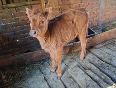 Тёлочка. Возрост месяц и 10 дней