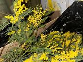 Мимоза недорого 