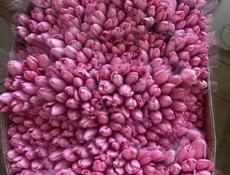 Тюльпаны 🌷💐