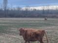 Продаю корову 