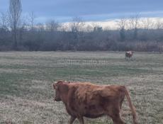 Продаю корову 