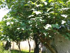 Продам дом без ремонта 