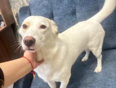 Отдам собаку в хорошие руки, привита, со всеми принадлежностями для нее