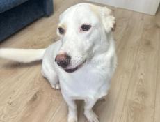 Отдам собаку в хорошие руки, привита, со всеми принадлежностями для нее