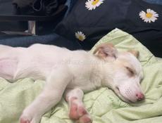 Отдам собаку в хорошие руки, привита, со всеми принадлежностями для нее