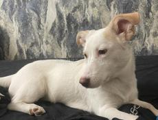 Отдам собаку в хорошие руки, привита, со всеми принадлежностями для нее