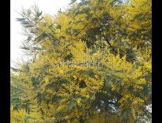 продаю мимозу 