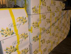 Мимоза готовая недорого 