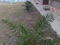 Убираем участки косим наводим порядок 