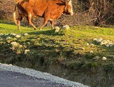 Продаю бычка возраст 5 лет вес 180 кг цена 600 руб за кг 