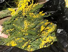 Мимоза недорого 50 р за кг , готовая 