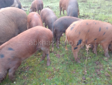 Продаются свиньи