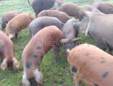 Продаются свиньи