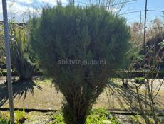 Продаются Туи(Елки)