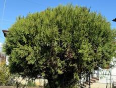 Продаются Туи(Елки)