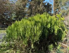 Продаются Туи(Елки)