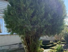 Продаются Туи(Елки)