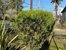 Продаются Туи(Елки)