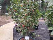 Камелия дерево