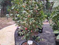 Камелия дерево