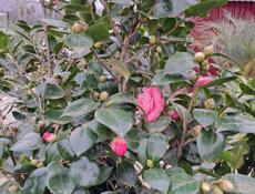 Камелия дерево