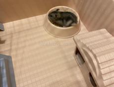 Джунгарики