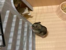 Джунгарики