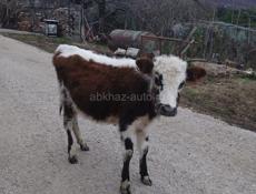 Продаётся тёлка