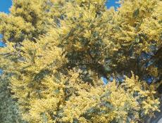 Продаётся мимоза 