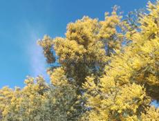 Продаётся мимоза 