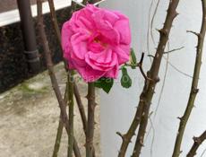 Куплю чернозем срочно 