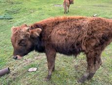 Продаётся бычок 