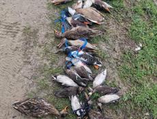 Куплю рыбаловные сети