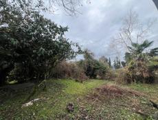 Земельный участок 6 соток срочно Пицунда цитрусовый