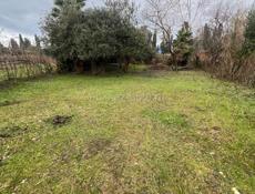 Земельный участок 6 соток срочно Пицунда цитрусовый