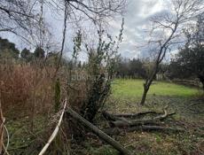 Земельный участок 6 соток срочно Пицунда цитрусовый