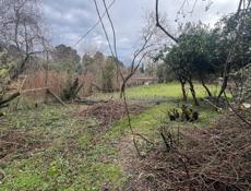 Земельный участок 6 соток срочно Пицунда цитрусовый