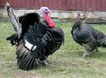 В продаже индюки и индюшки