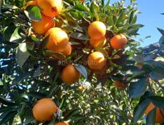 ПРЯМАЯ ПРОДАЖА 