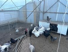 Продаются яйца(инкубационные)и куры Джерсийский гигант